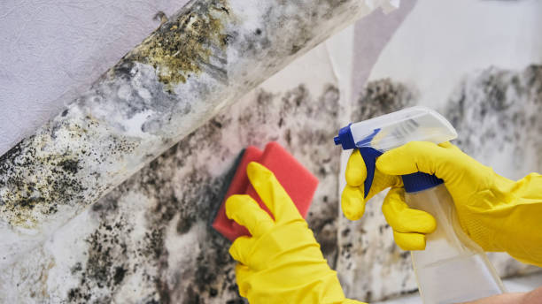 Insurance-Related Mold Remediation